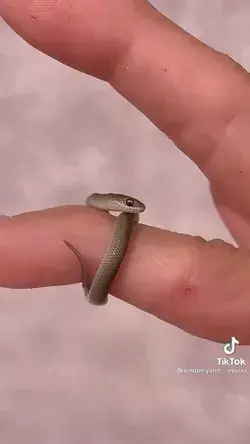 Do you Like Snake Ring ?