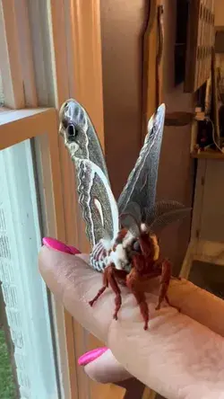 Crecropia Moth ❤️