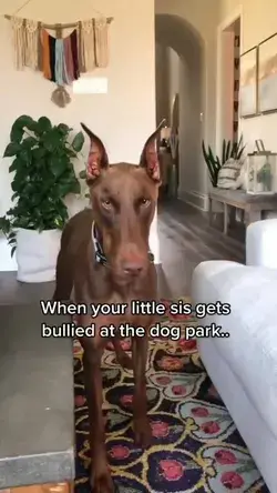 This dog will put a stop to this! Dobies are the best