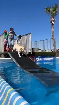 I had such a good time “ramp diving” over the weekend I just had to show everyone