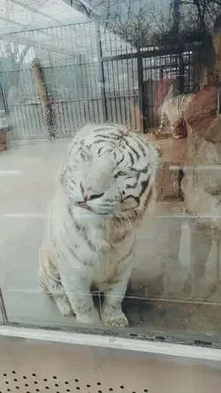 this tiger baby has a cute and big tongue