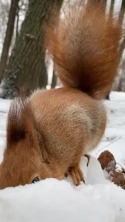 A squirrel is just a rat with a cuter outfit!