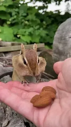 Squirrel reaction