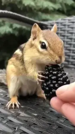 Petting a Chipmunk