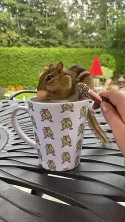 Just sound 🐿️