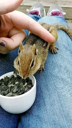 Petting a Chipmunk 