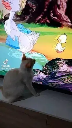 ¡Gato cazando patitos! 🦆