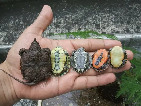 pet tortoise cute turtles sea turtle tortoises pets animals pet portrait from photo pet aesthetic