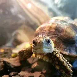 Tortuga Sulcata