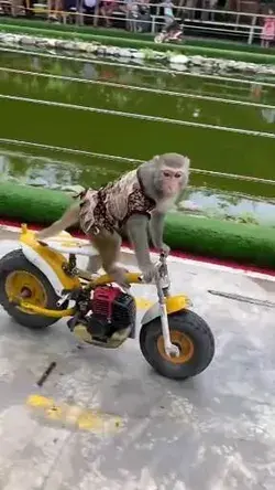 🐒🛵🛵🛵😁