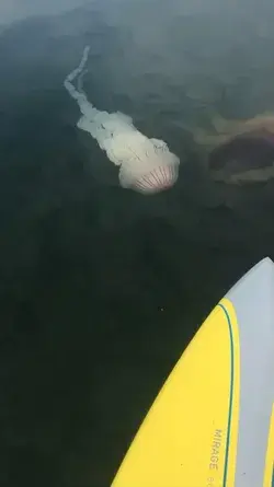 Buscando Medusas en el Mar