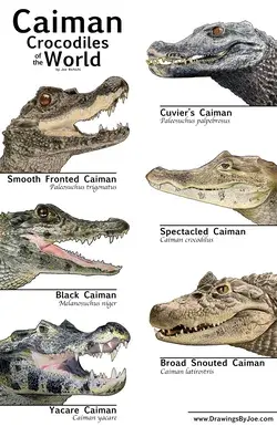 Caimans of the World