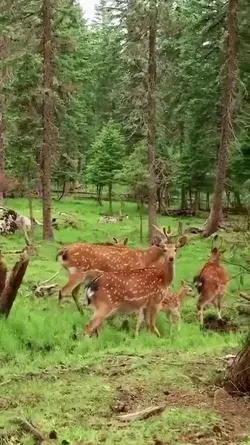 welcome to Nature 😊 deers