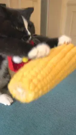 This time are corn🌽 and cat 😽