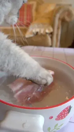 The Cutest Cat Cooks Up a Storm in the Kitchen!