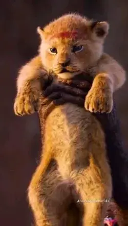 Lion King animation video #lionking #animation