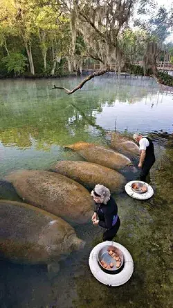 Manatees enjoying sweet potatoes while looking like sweet potatoes. And they trust this couple. ❤️