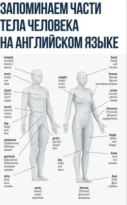 Части тела человека на английском языке
