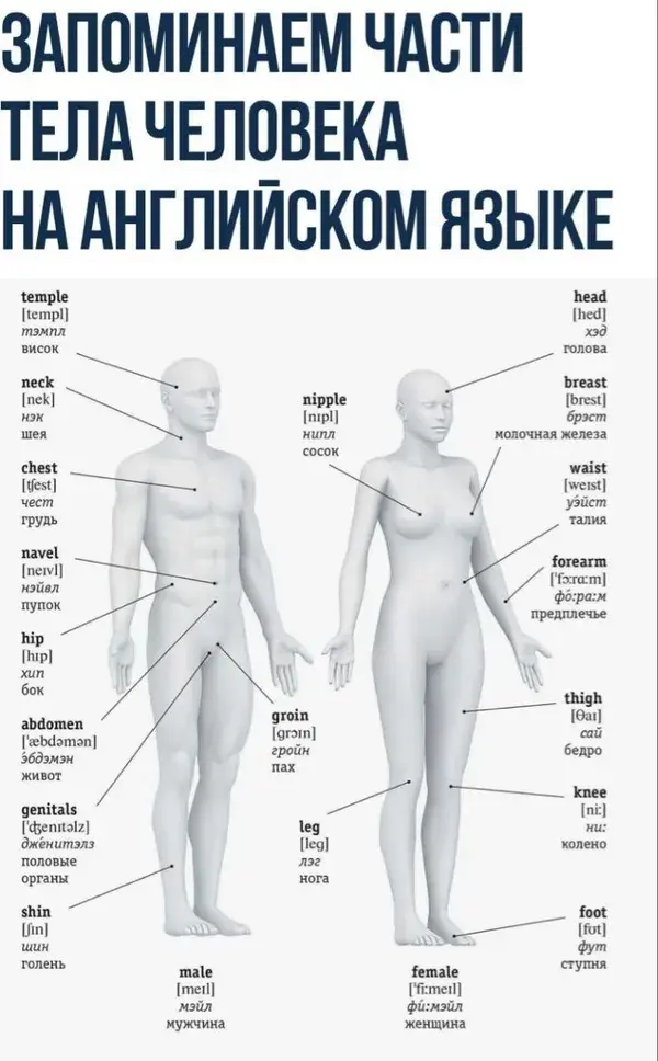 Части тела человека на английском языке