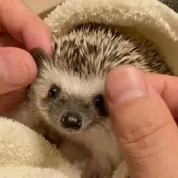 Cute hedgehog massage