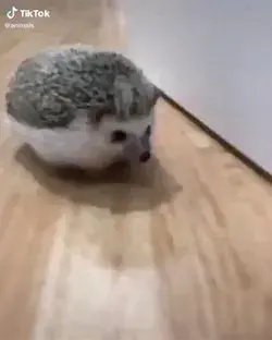 Sonic - Speedy little hedgehog