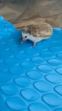 Cutest hedgehog on the internet.