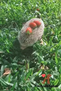 Gartenbesucher Igel   ❤️