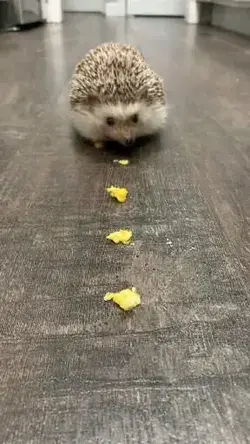 Its a food trap Hedgehog, don’t follow it. 🦔😅