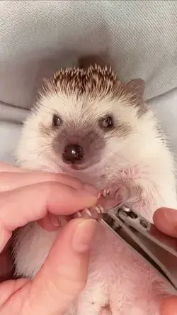 Hedgehog nail cutting