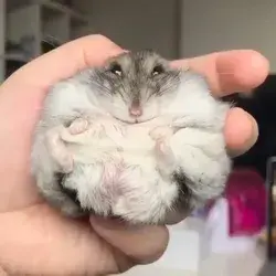 Ball hamster