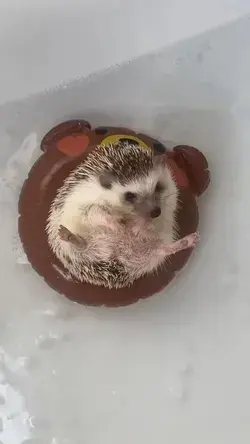 hedgehog sorts video,hedgehog funny moment, cute hedgehog,funny hedgehog,