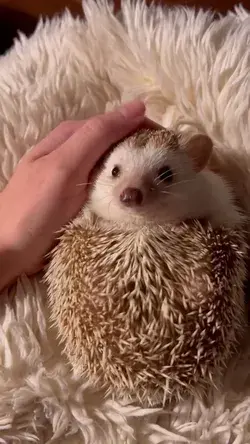 My Hedgehog Has 2 Personalities
