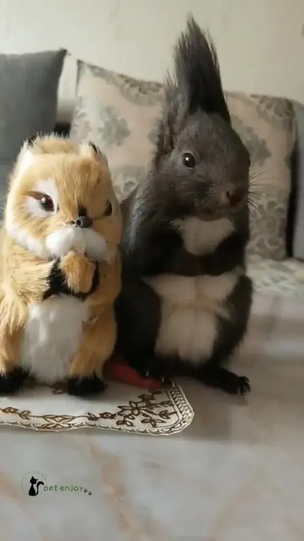 A collection of cute little pets