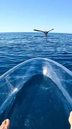 Epic Whale Encounter