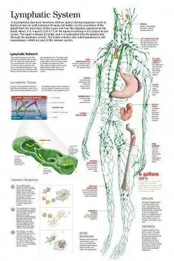 Photographic Print: Lymphatic System. : 12x8in