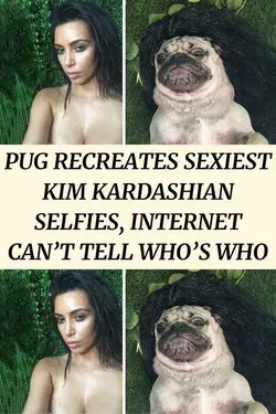 Pug Recreates Sexiest Kim Kardashian Selfies, Internet Can’t Tell Who’s Who