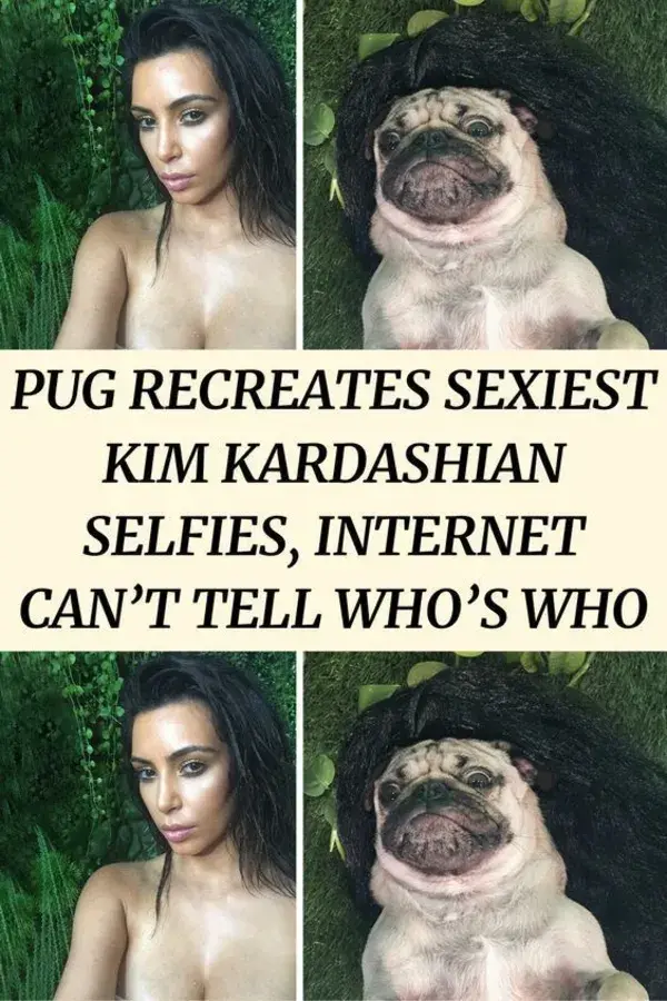 Pug Recreates Sexiest Kim Kardashian Selfies, Internet Can’t Tell Who’s Who