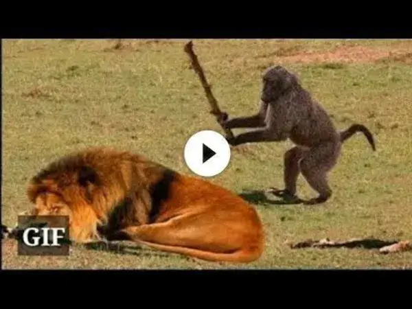 Best Of Animal, animal best funny video clips full video watch now,