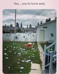 White fluff: “ahem! That wasn’t me. I wasn’t there. See? Gone!”