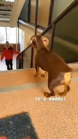A Cute Doxie Dog Welcoming His Daddy