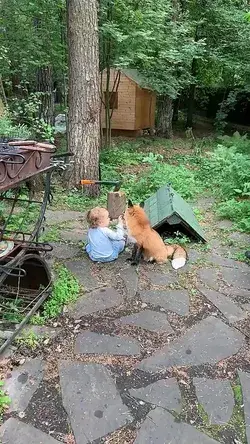 cute baby play with pet fox
