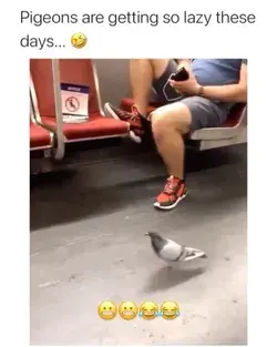 lazy pigeons!! 😂