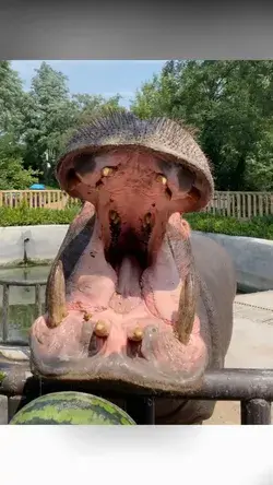 Wow!! Look At This Hippo Eating Watermelon.