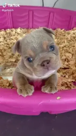 This puppy is lovely 🤗🙃😍