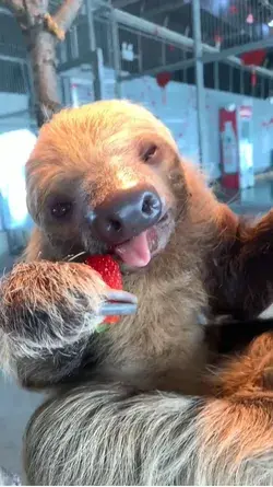 Sloth enjoying his strawberry