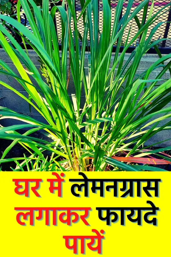 लेमनग्रास कैसे लगाए व फायदे | Lemongrass plant in hindi