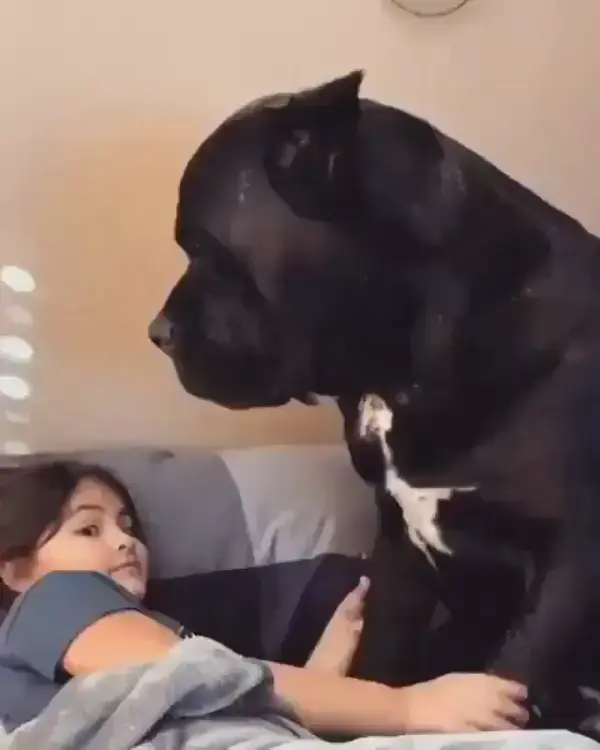 Gentle Giant. 😍😍Follow me for daily videos😇