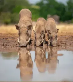 dailywildlifephoto.nathab.com