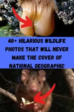 40+ Hilarious Wildlife Photos That Will Never Make The Cover Of National Geographic
