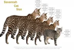 Savannah cat sizes